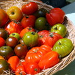 Panier de Tomates