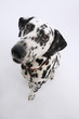 Dalmatian, elevated view