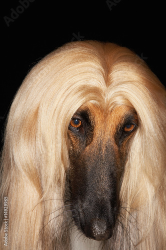 Foto: Afghan hound, close-up Afghan hound, close-up