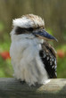 Laughing Kookaburra Bird (Dacelo Novaeguineae)