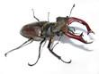 stag-beetle on the white