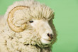 Ram on green background, close-up of head