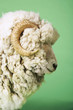 Ram on green background, side view of head