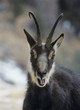Chamois rupicapra rupicapra, head and shoulders