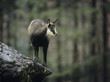 Chamois balancing on rock in forest
