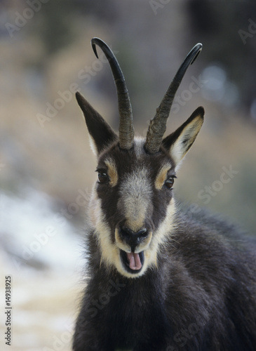 Photo: Chamois rupicapra rupicapra, head and shoulders Chamois rupicapra rupicapra, head and shoulders
