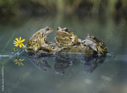 Photo: Three frogs sitting on rock Three frogs sitting on rock