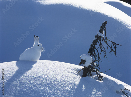 Photo: Arctic hare Arctic hare