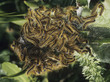Army of Caterpillars