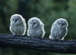 Three owlets on bough