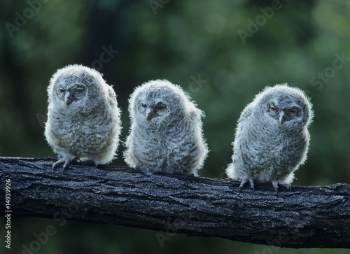 Photo: Three owlets on bough Three owlets on bough
