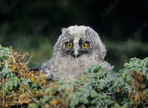 Photo: Baby owl in moss Baby owl in moss