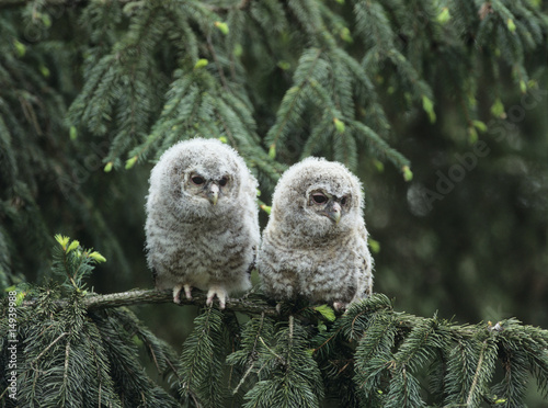 Photo: Two owlets perching on tree branch Two owlets perching on tree branch