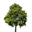 Baum komplett freigestellt Baum komplett freigestellt