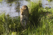 Leopard Panthera pardus walking in grass