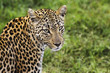 Close-up of leopard Panthera pardus looking at camera