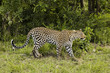 Leopard Panthera pardus, side view
