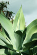 agave attenuata aux feuilles sans épines
