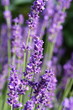 Lavendelblüten