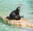 California seal California seal
