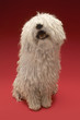 Cute Komondor dog, on red background