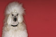 White Poodle