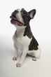French Bulldog on white background