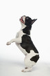 Black and white French Bulldog standing on hind legs in white studio