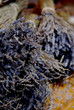 Lavender / Lavendel