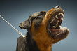 Angry Rottweiler on blue background