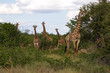 Netzgiraffen