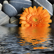 Gerbera im Wasser