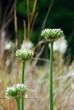 Zwiebelblüte