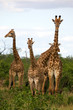 Netzgiraffen