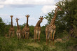 Netzgiraffen