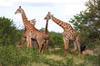 Netzgiraffen