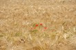 Coquelicots dans un champ de blé