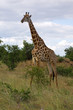 Netzgiraffe