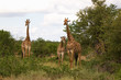 Netzgiraffen