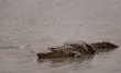 Photo : The Sacred Crocodiles Of Bazoul�, Burkina Faso