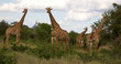 Netzgiraffen