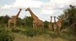Netzgiraffen