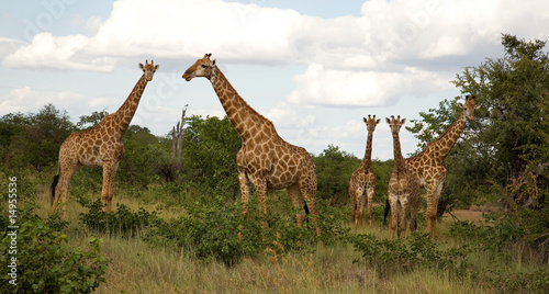 Foto: Netzgiraffen Netzgiraffen