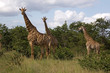 Netzgiraffen