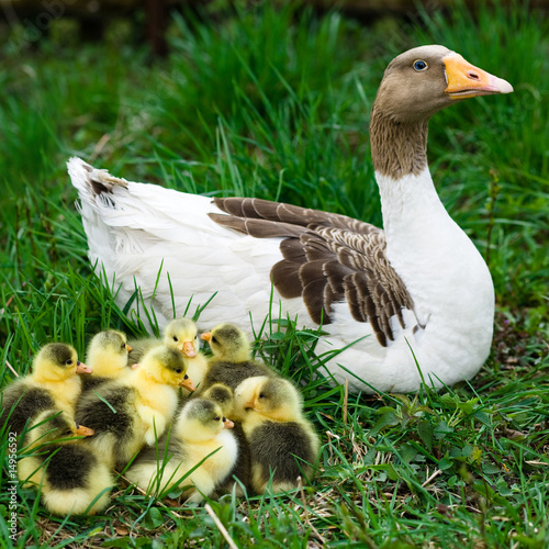 Goslings on grass