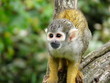 Squirrel Monkey Or Saimiri Squirrel Monkey Or Saimiri