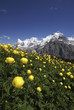 Bergfrühling; Eiger, Moench und Jungfrau