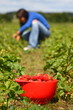Picking Strawberries on field in Denmark