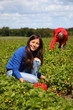 Gathering strawberries