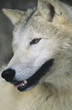 Wolf, close-up of head